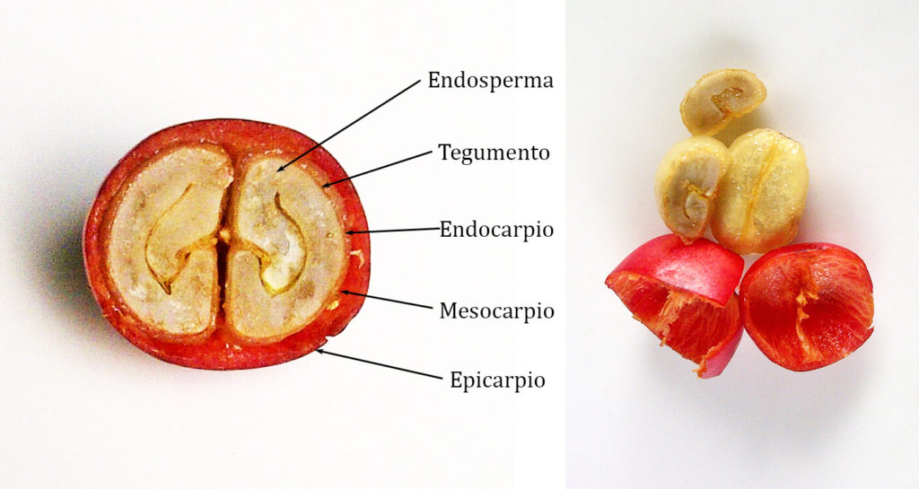 El cafeto partes y características de la planta de café Mundo Cafeto El cafeto partes y características de la planta de café Mundo Cafeto