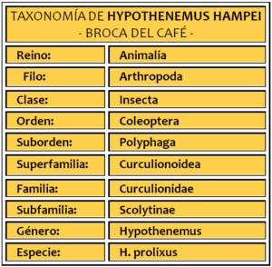 taxonomía de la broca