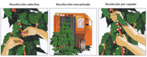 recolección café